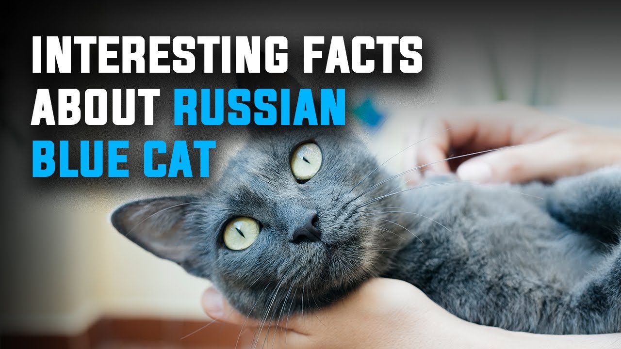 Russian Blue Cat Breed Characteristics 🐈&zwj;⬛