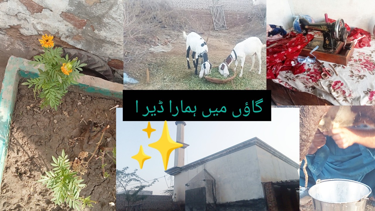 Traditional village living✨/Gaon mein hmara deyra✅/#dailyroutinevlogs