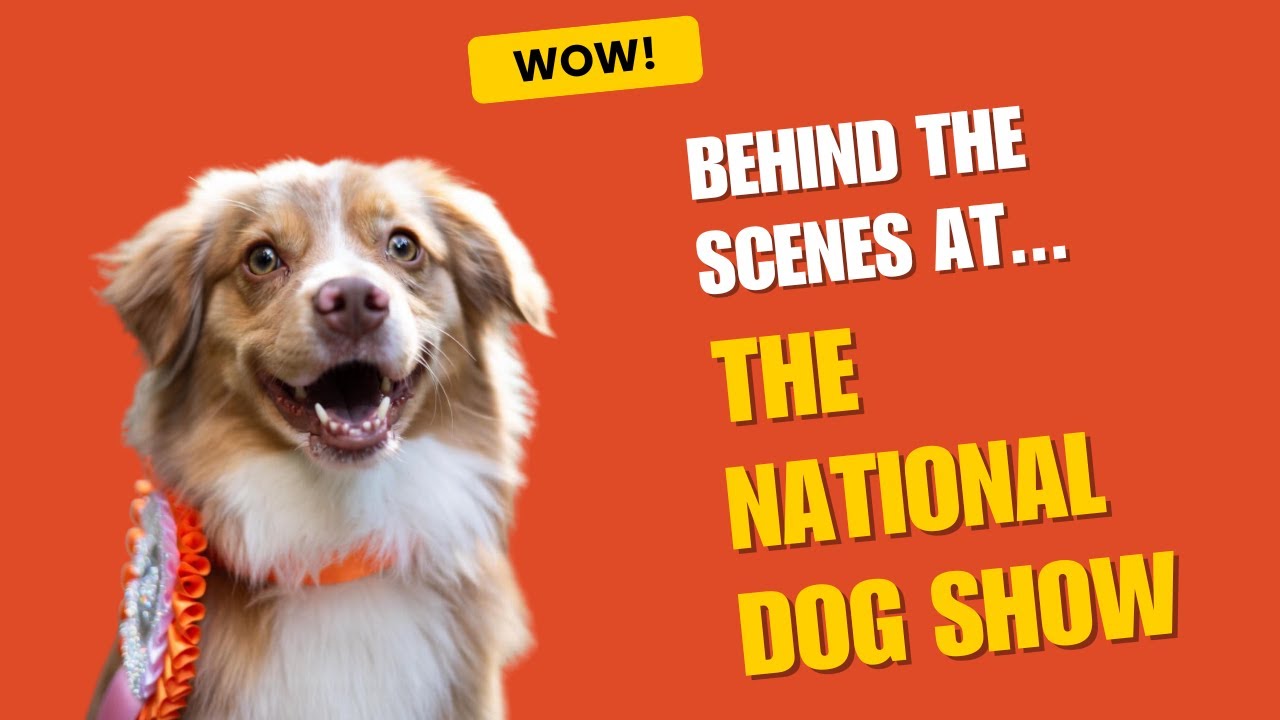 🐶 Inside the National Dog Show: Champions, Puppies & the Dogs Who Steal Your Heart