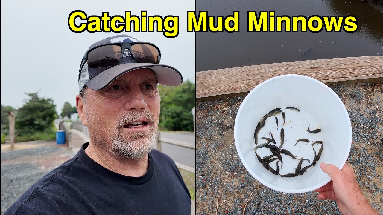 Catching Mud Minnows with a Minnow Trap