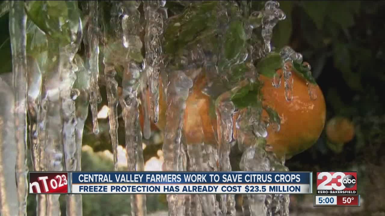 Central Valley farmers work save citrus crops