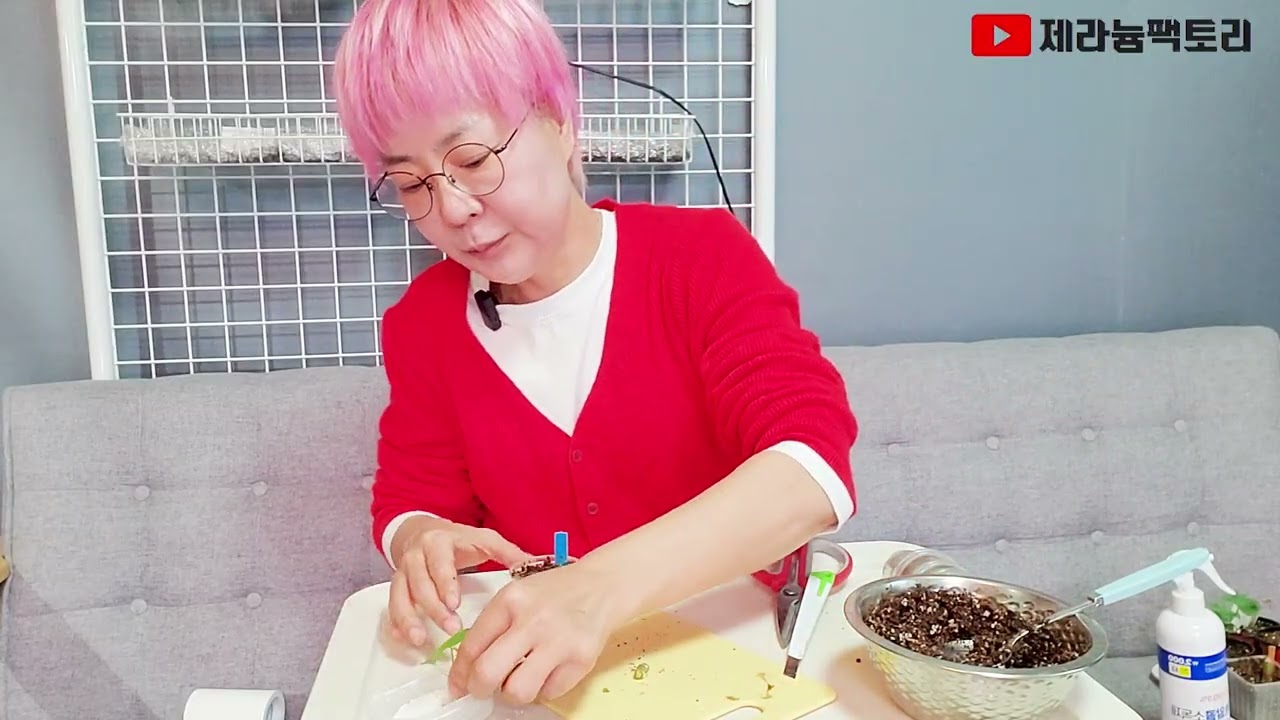 얼음땡 제라늄 살리는 방법