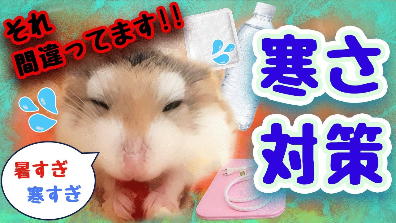 【それ温まらないから！】間違ったハムスター寒さ対策グッズ 3選 書き出し