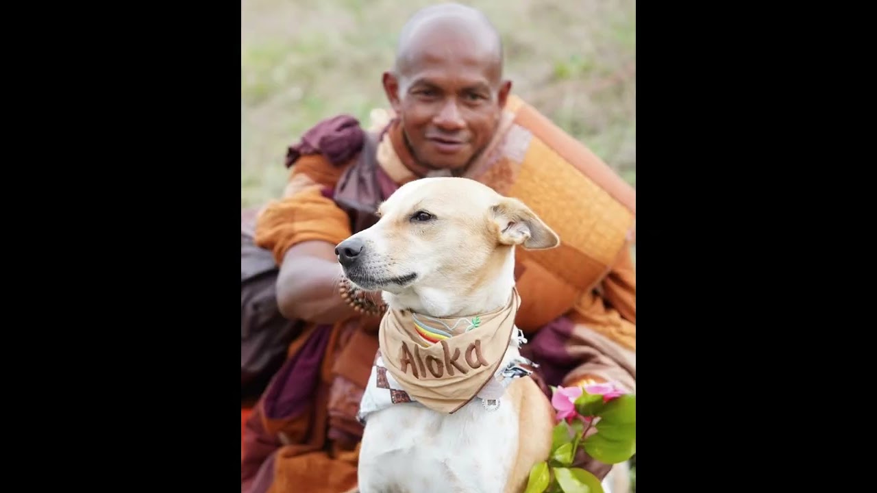 The World’s Famous Dog Aloka | Healing and Recovery Update| Walk for Peace