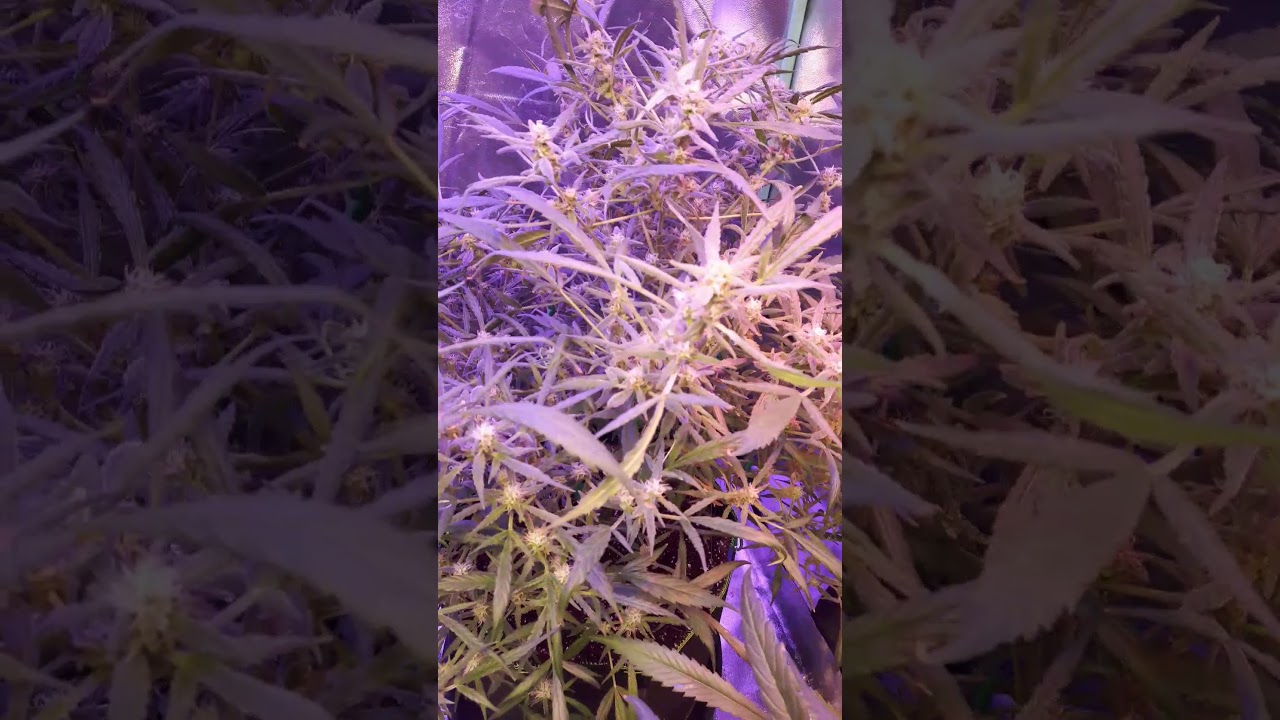 Pure kush /Canuk cookie  Quarantine grow