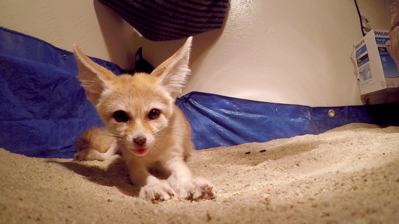 Fennec Fox Gift Arrives From a Fan