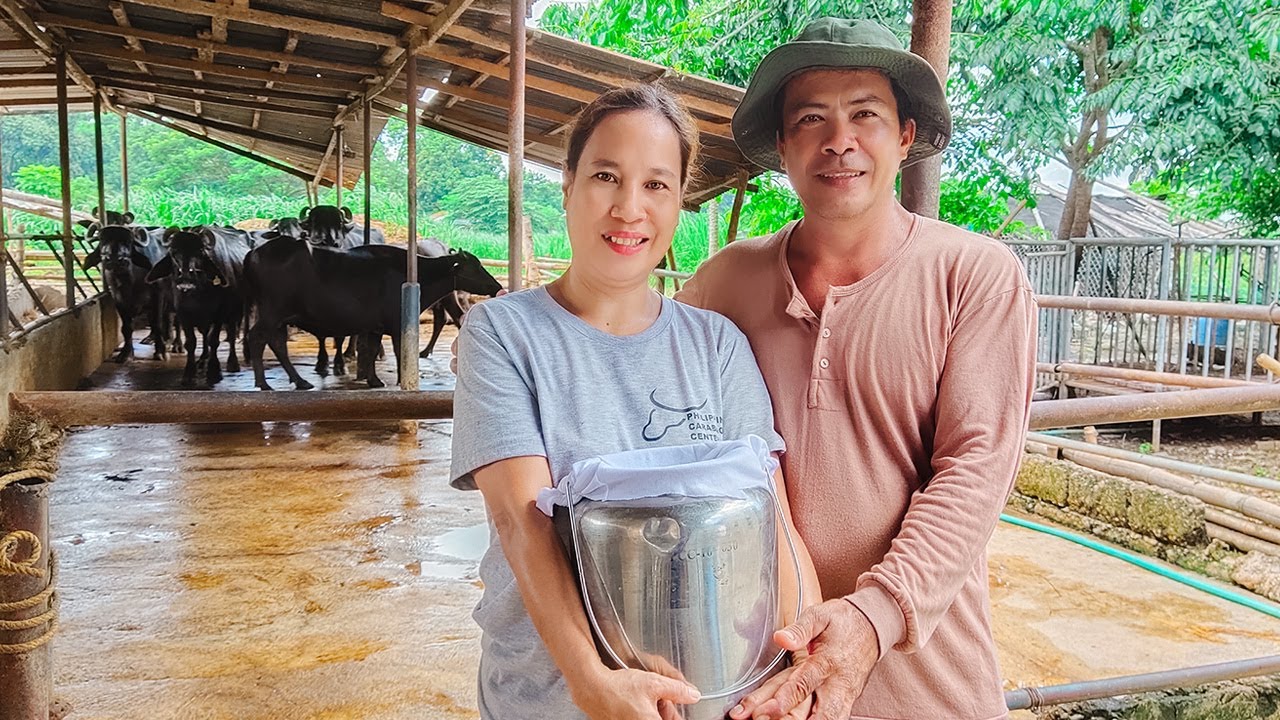 DAIRY FARMING (2/3) | PWEDE PALANG KUMITA UP TO P3,850 PER DAY SA GATAS NG KALABAW