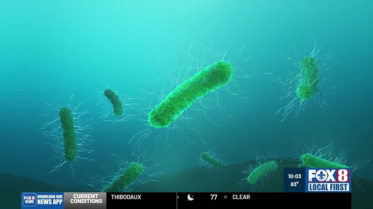 Что вызывает появление плотоядных бактерий Vibrio vulnificus?