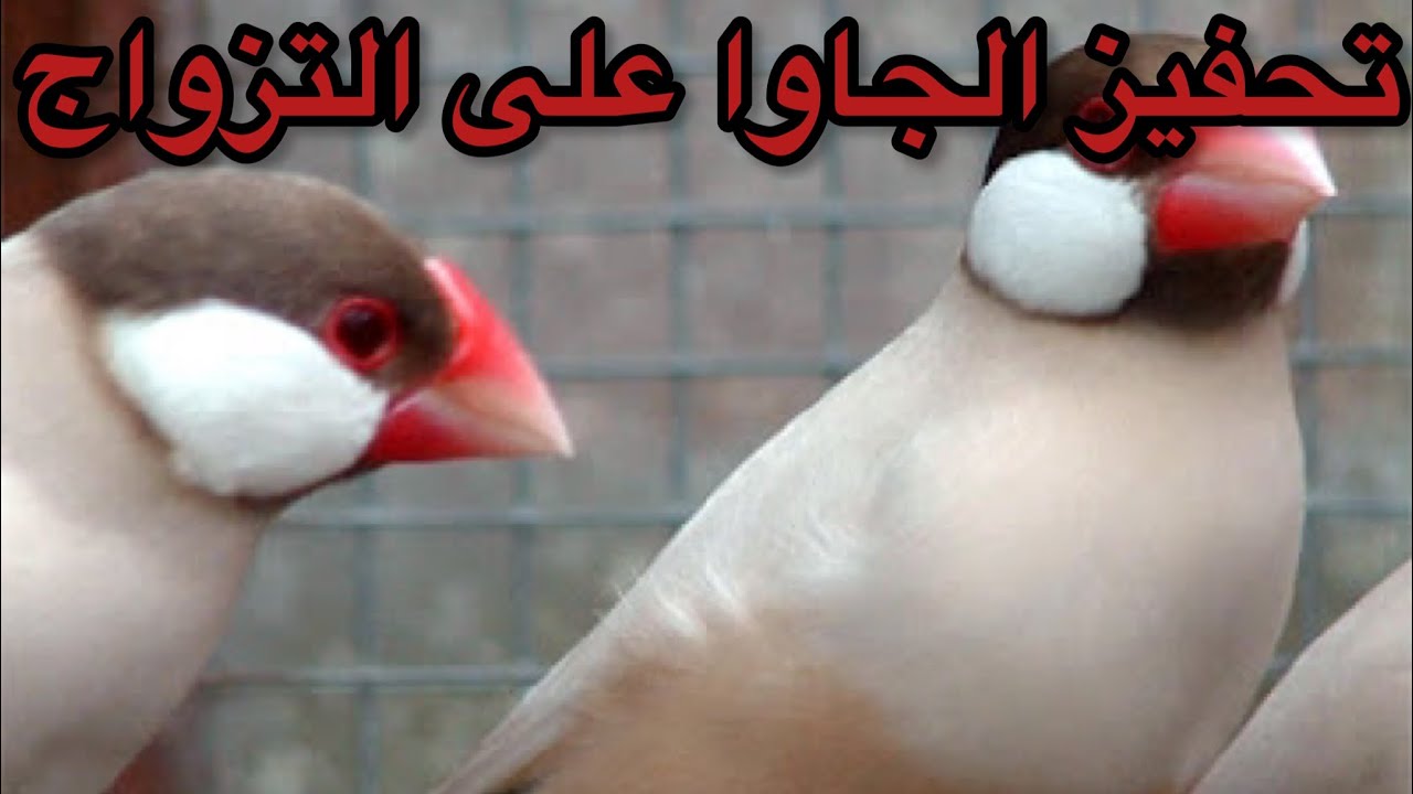 تحفيز وتهييج الجاوا على التزاوج