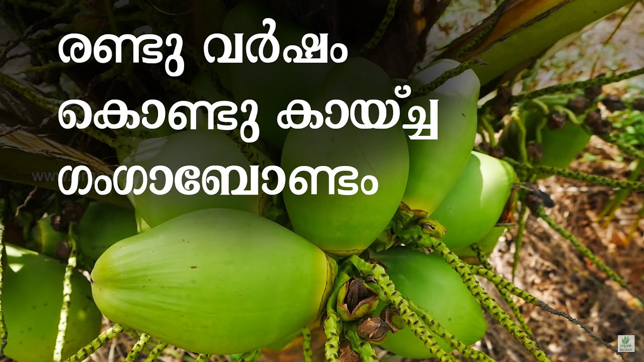 ഗംഗാബോണ്ടം തെങ്ങുകളുടെ പരിചരണം | Dwarf  Coconut Varieties