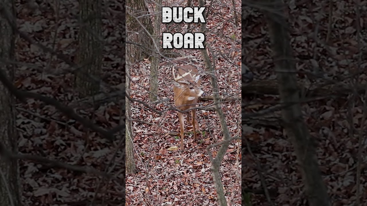 Vocal Whitetail Buck Grunts! #hunting #deerhunting #huntingseason