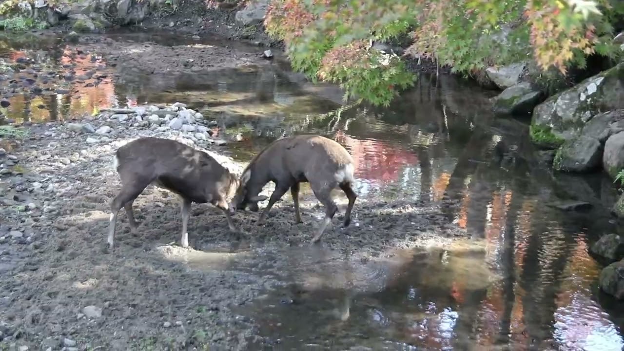nara park Scene59 東大寺参道 鹿同士の戦い todaiji & deer battle　#奈良 #日本　 #nara   #japan