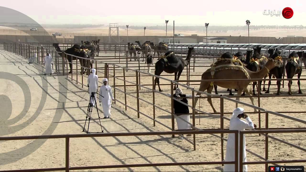 التغطية المباشرة لفعاليات ـ اليوم السادس ـ لمهرجان الظفرة ٢٠١٤