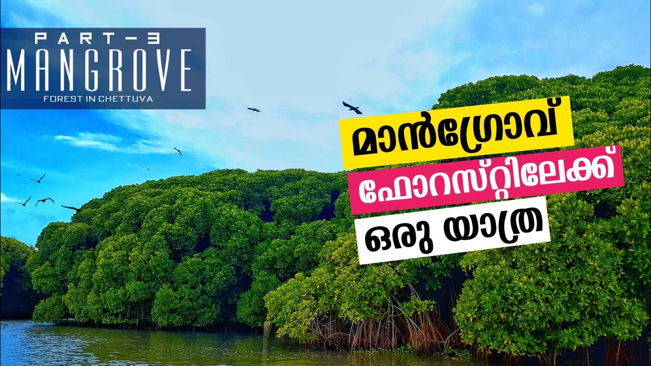 കണ്ടൽ കാട്|part 3| mangrove Forest|chettuva