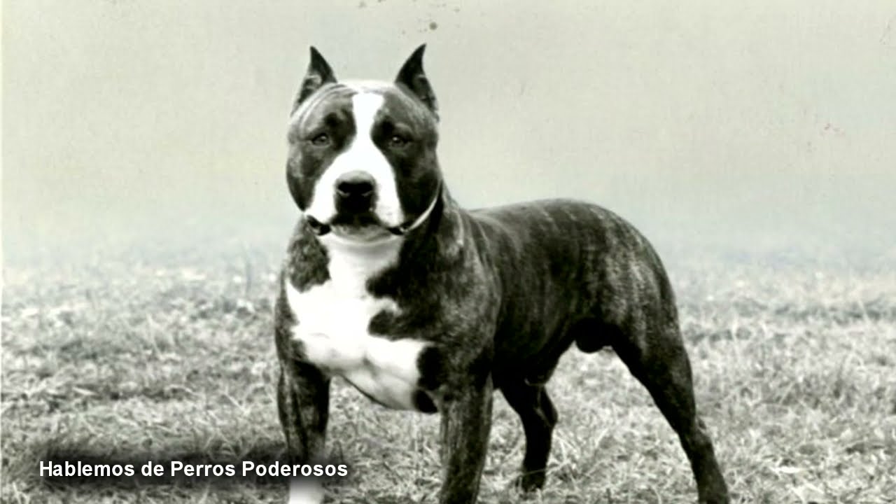 La cruza clandestina del dogo argentino, la querían prohibir
