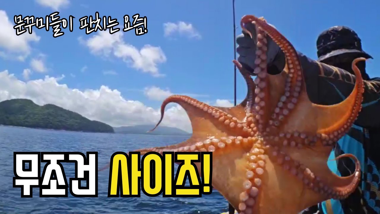문꾸미가 싫어 사이즈 문어 찾아 다니는 선장님!