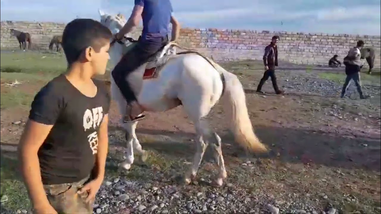 Bərdə at bazarl 28.06.2024.050.571.71.57