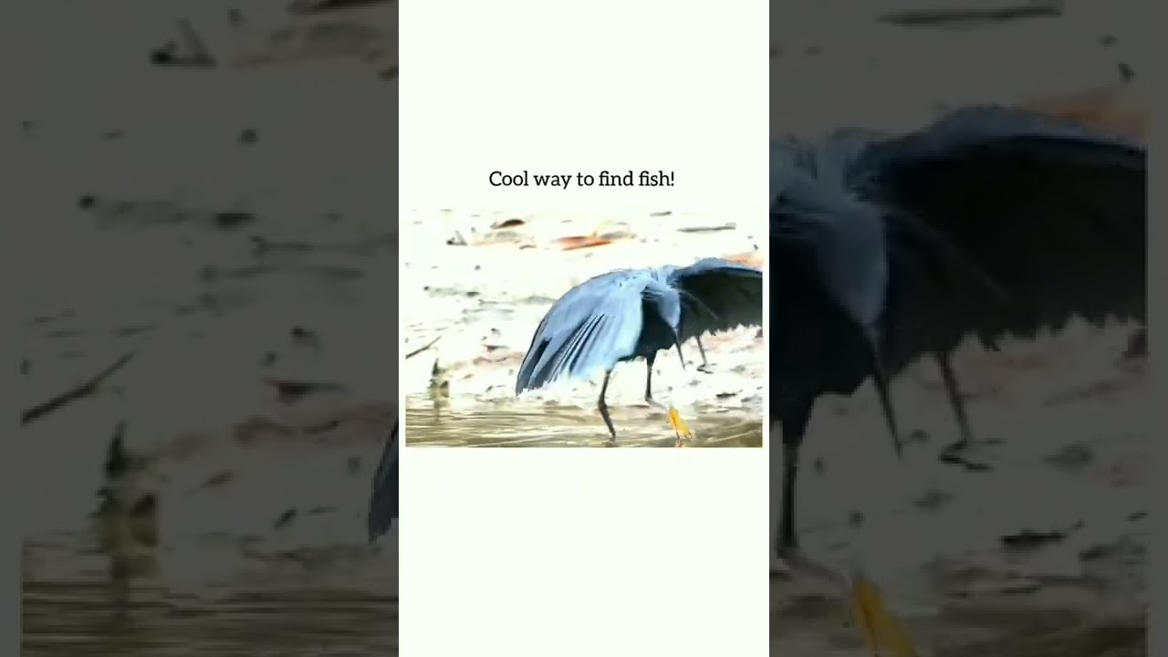 Natural Umbrella ☂️