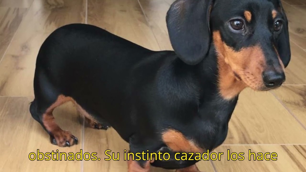 El Perro Salchicha Características, Personalidad y Cómo Cuidarlo