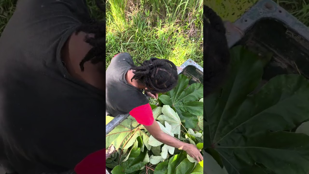 Bushman Pineapple Pickup in Jamaica 🍍🛻🇯🇲 [PART 6]