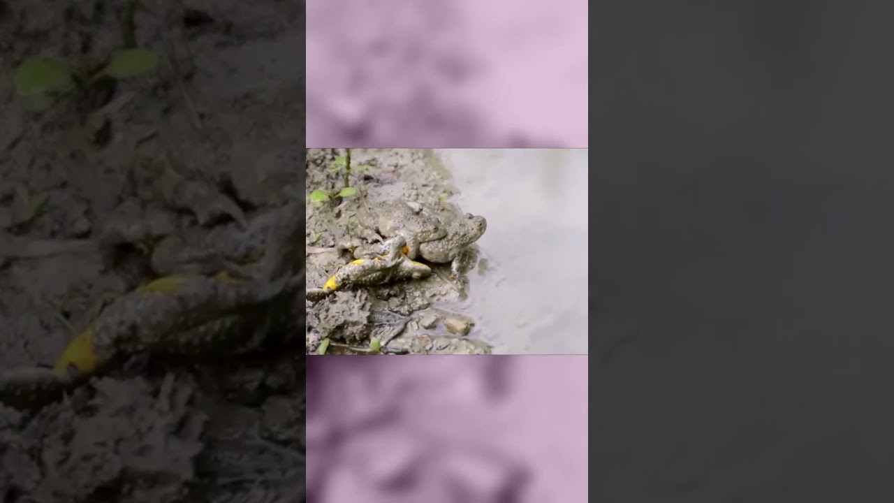 Fire Belly Toad #frog #toad #frogs #animals #nature #science #animal #wildlife #fish #nature
