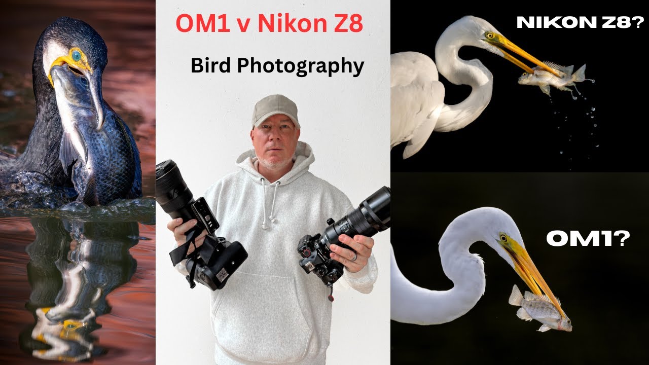 OM1 против Nikon Z8 | Что лучше для фотосъемки птиц?
