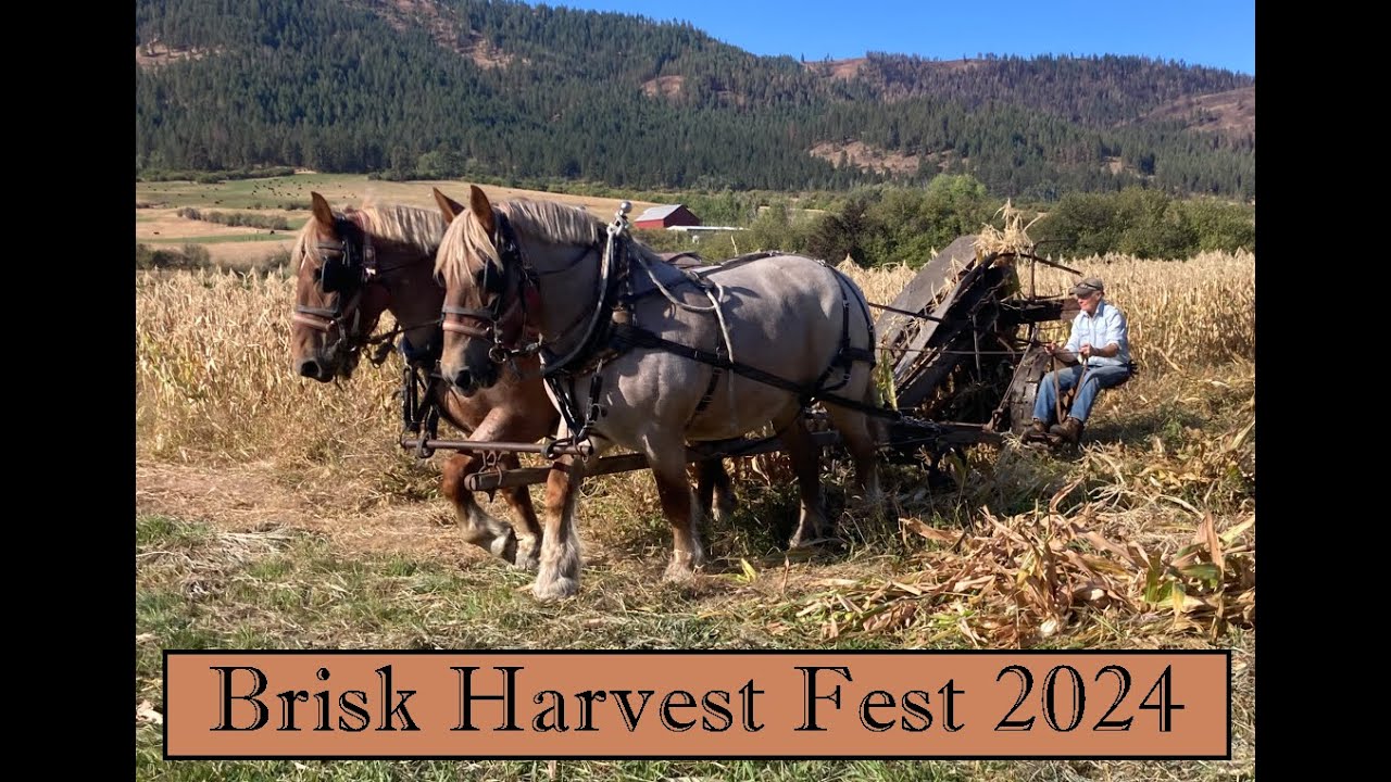 Brisk Harvest Fest - September 2024