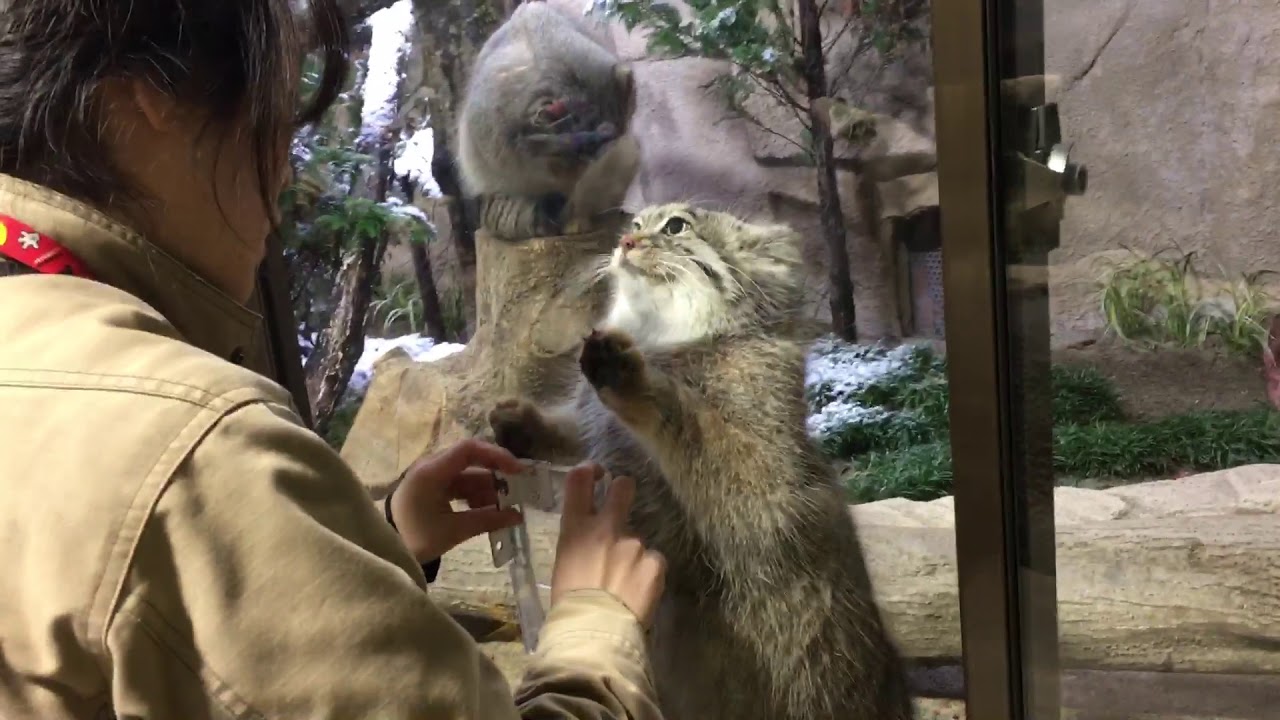 ポリーにもっともっとも～っとお肉～！　マヌルネコのオヤツタイム　久々那須どうぶつ王国♪