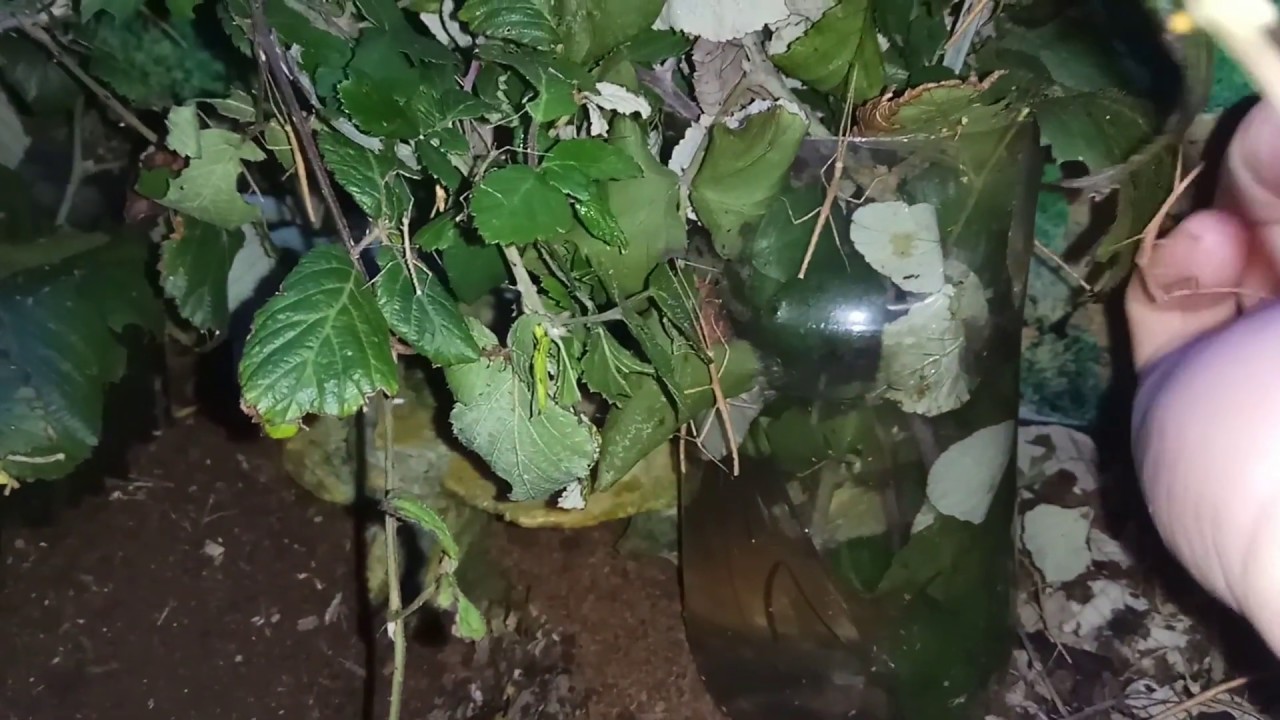 Mi NUEVO TERRARIO para BICHOS PALO