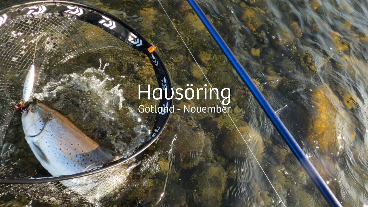 Havsöring Gotland November 2025