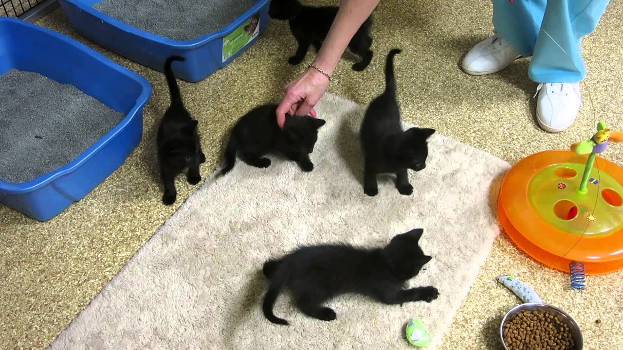 New black kittens at FLOC