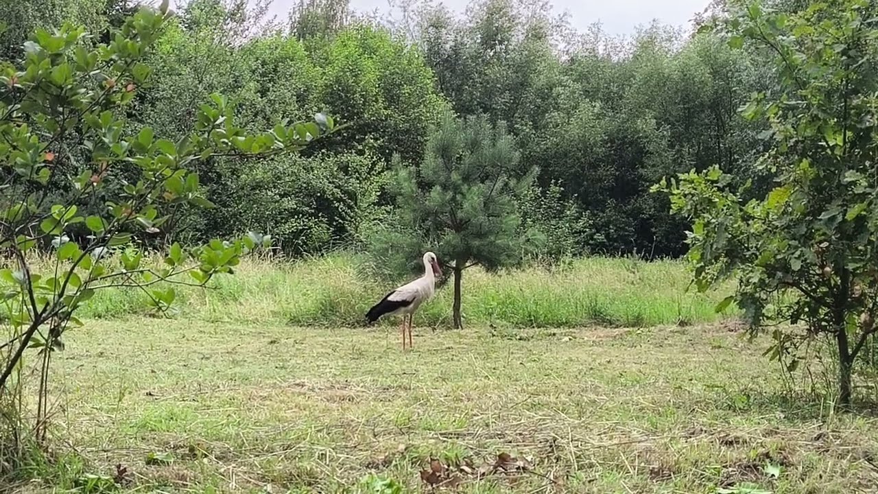 @  Natura.Bocian na łące/Nature.Stork in the meadow.