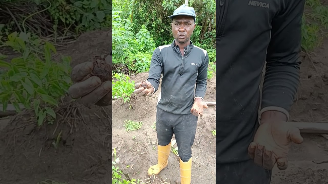 how to plant cocoyam