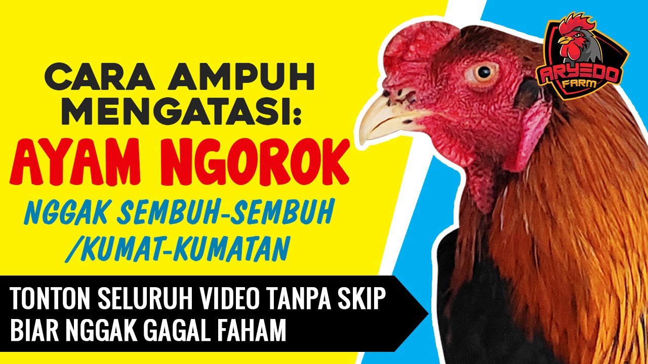 CARA AMPUH Mengobati AYAM NGOROK yang Sering KAMBUH