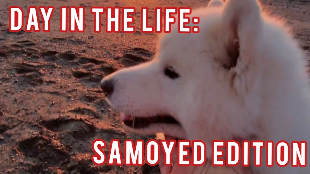 Day In The Life: Samoyed Edition 