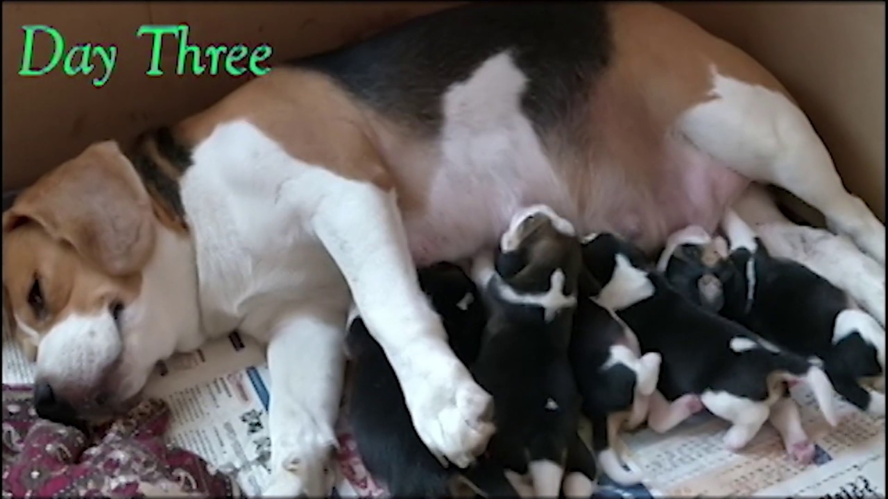 Very cute and amazing beagle puppies: day 1 to 4 weeks old