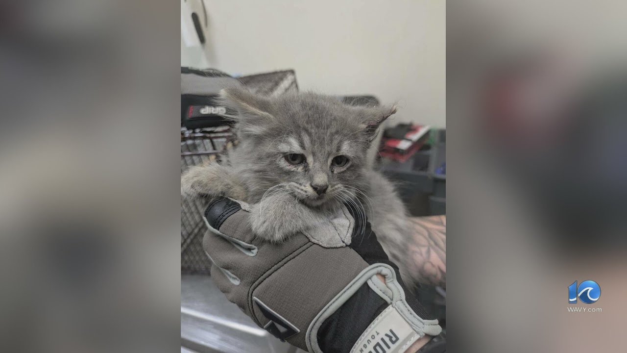 Portsmouth Humane Society saves another kitten from Downtown Tunnel