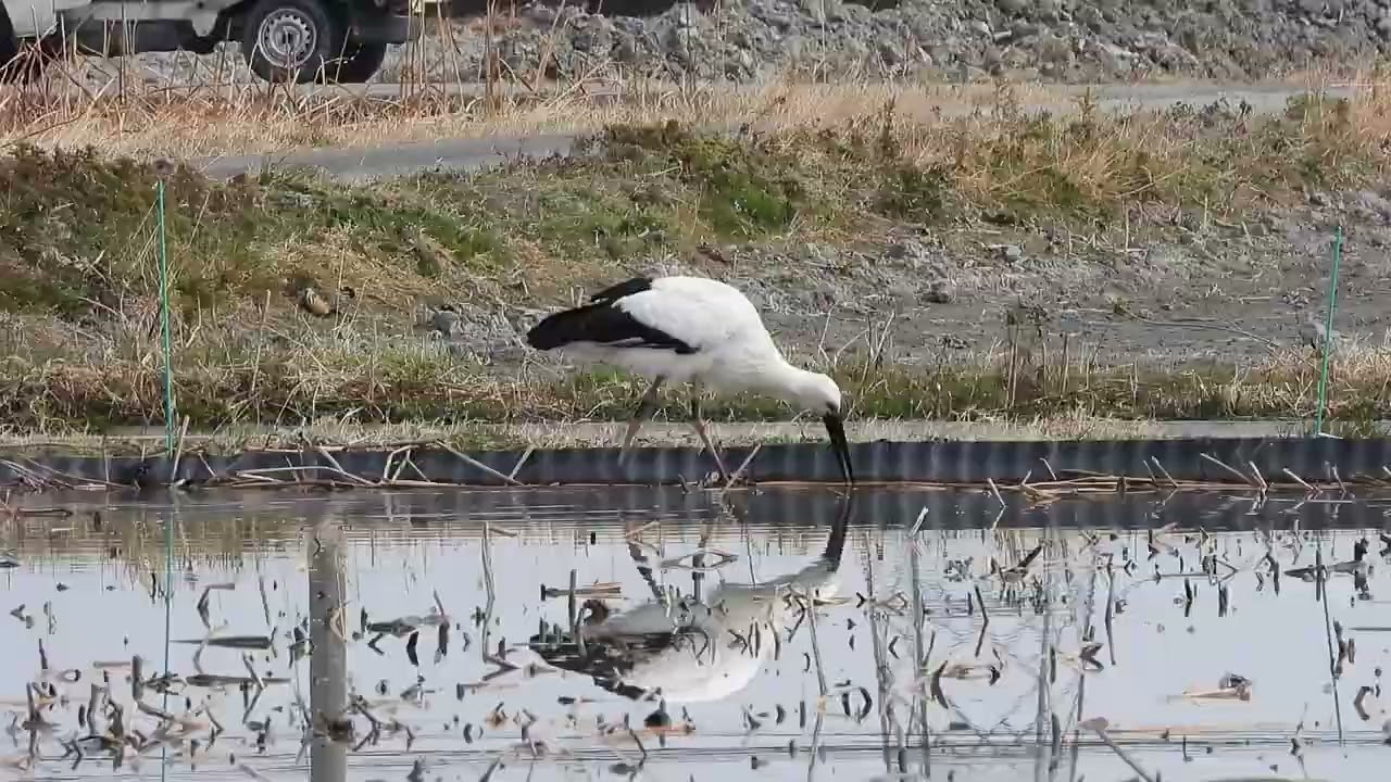 鳴門コウノトリ 2026/02/10 撮影 成長記録 徳島県鳴門市