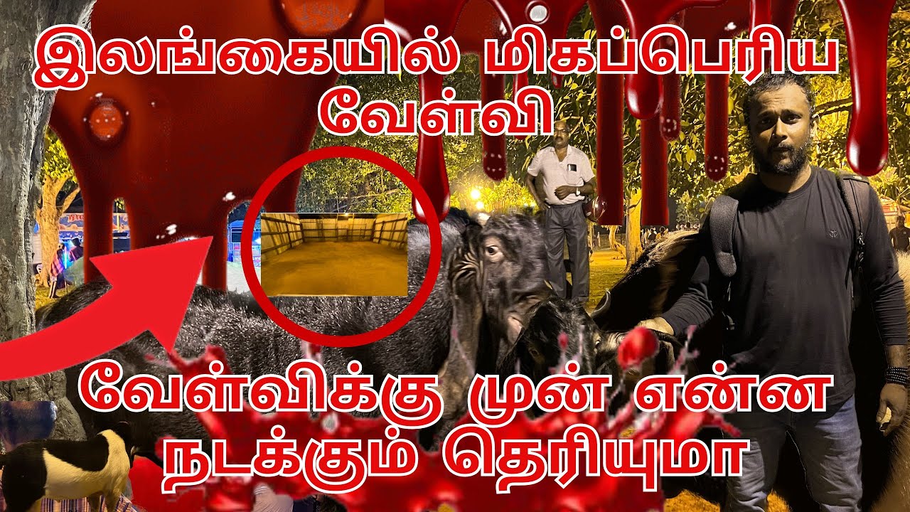 இலங்கையின் மிகப்பெரிய வேள்வி நடைபெறும் கவுணாவத்தை மிருக வேள்வி