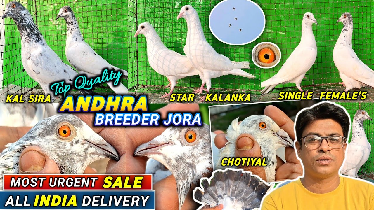 Chotiyal Andhra/Kalsira/Star Kalanka Sale of Akash Pigeons | All INDIA DELIVERY