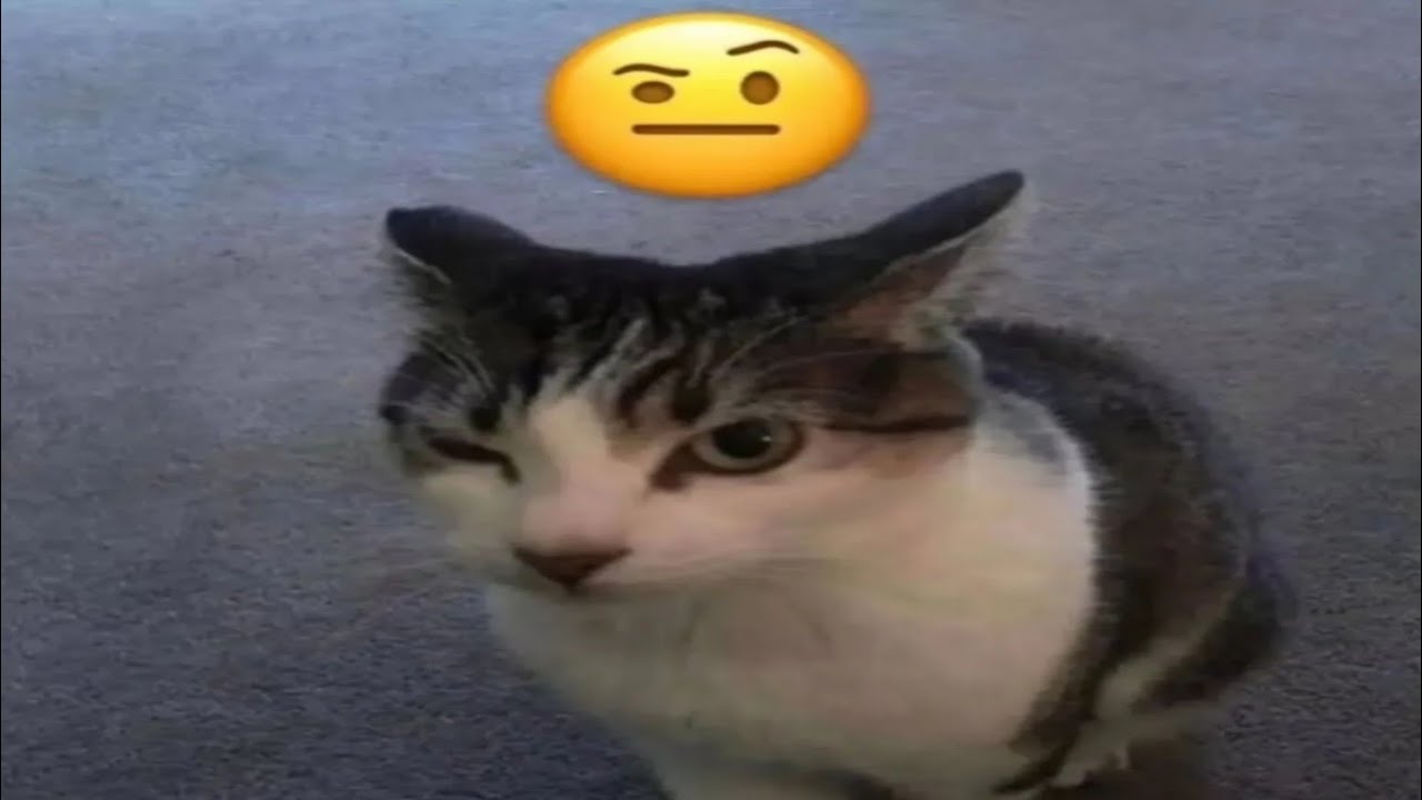 Memes e Shitpost T5 Ep210