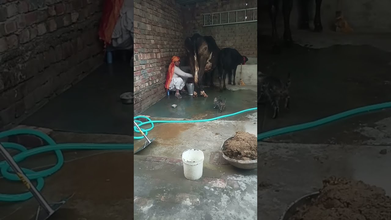 Gau Sevak 🙏 is live