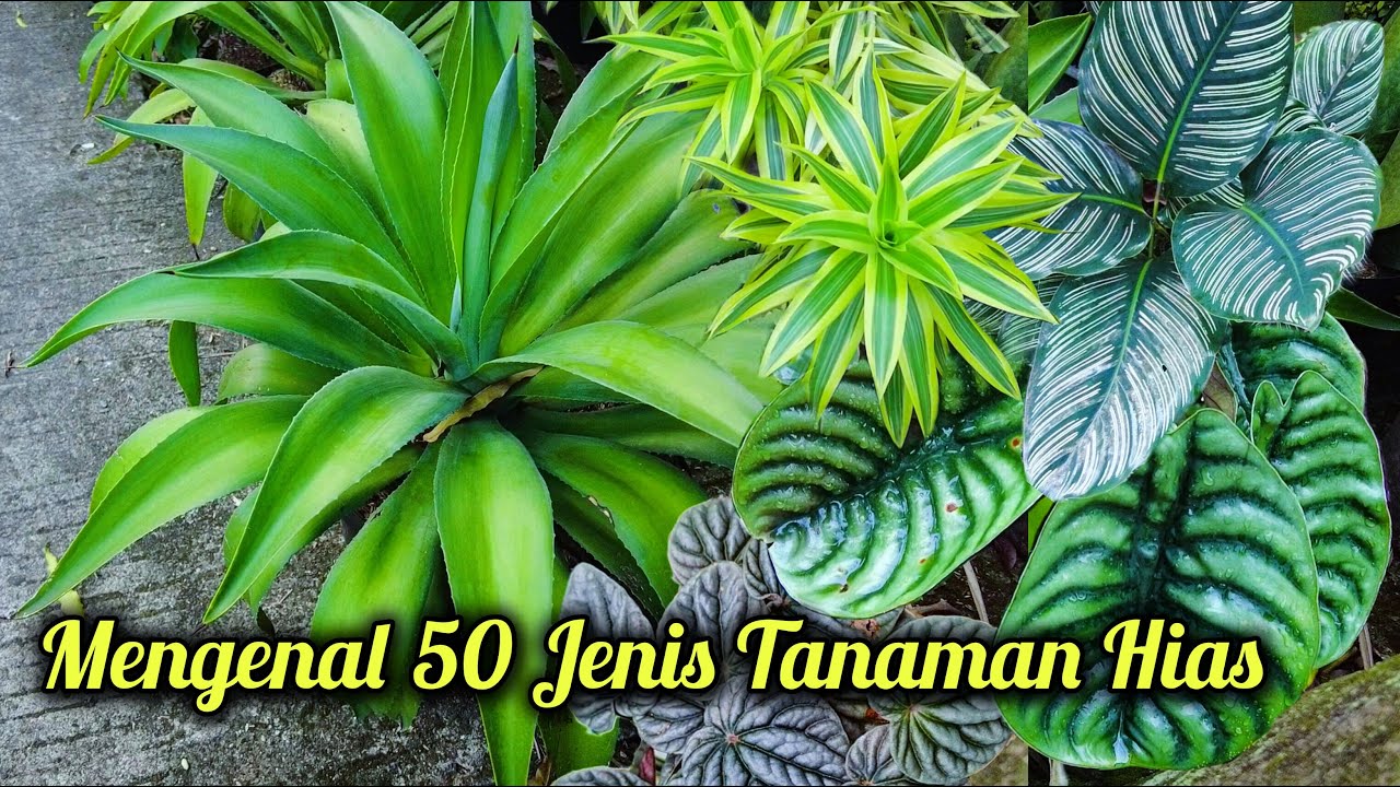 50 JENIS TANAMAN HIAS LENGKAP DENGAN NAMA POPULER DAN KETERANGANNYA (video part 2)