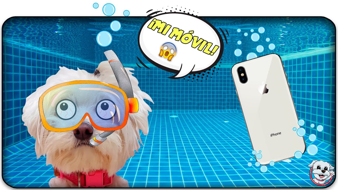 Mi PERRO tira su Móvil al AGUA!😱 No Empujes la Caja INCORRECTA a la PISCINA!🏊🏻‍♀️Anima Dogs