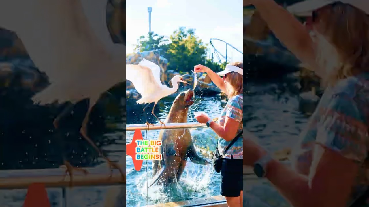 FOOD BATTLE!!! Sea lions vs. birds! #seaworld #orlando #sealions #disneyland #funverseadventures