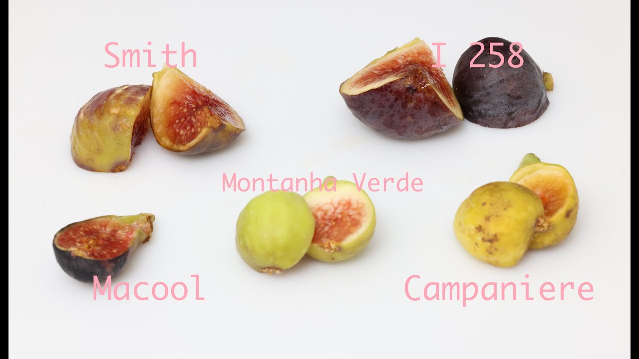 I 258, Campaniere, Macool, Montanha Verde, smith, and a few store bought figs.