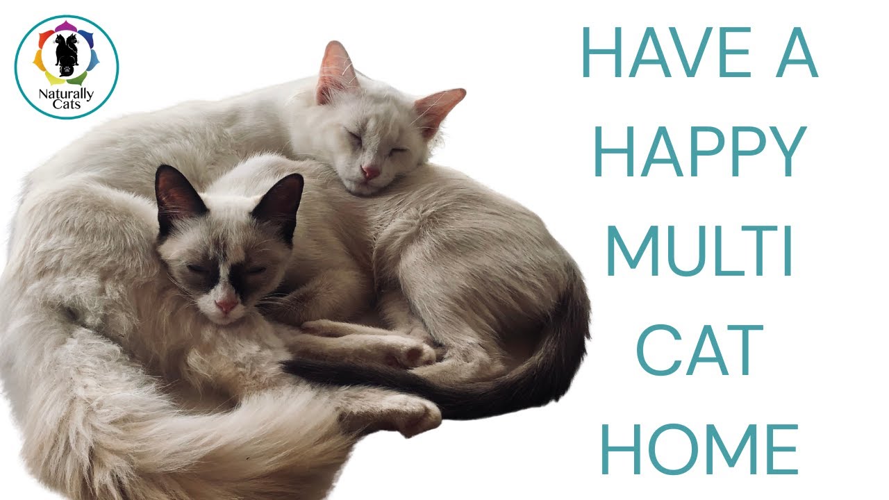 How to Have a Happy Multi-Cat Home: 3 Simple Tips