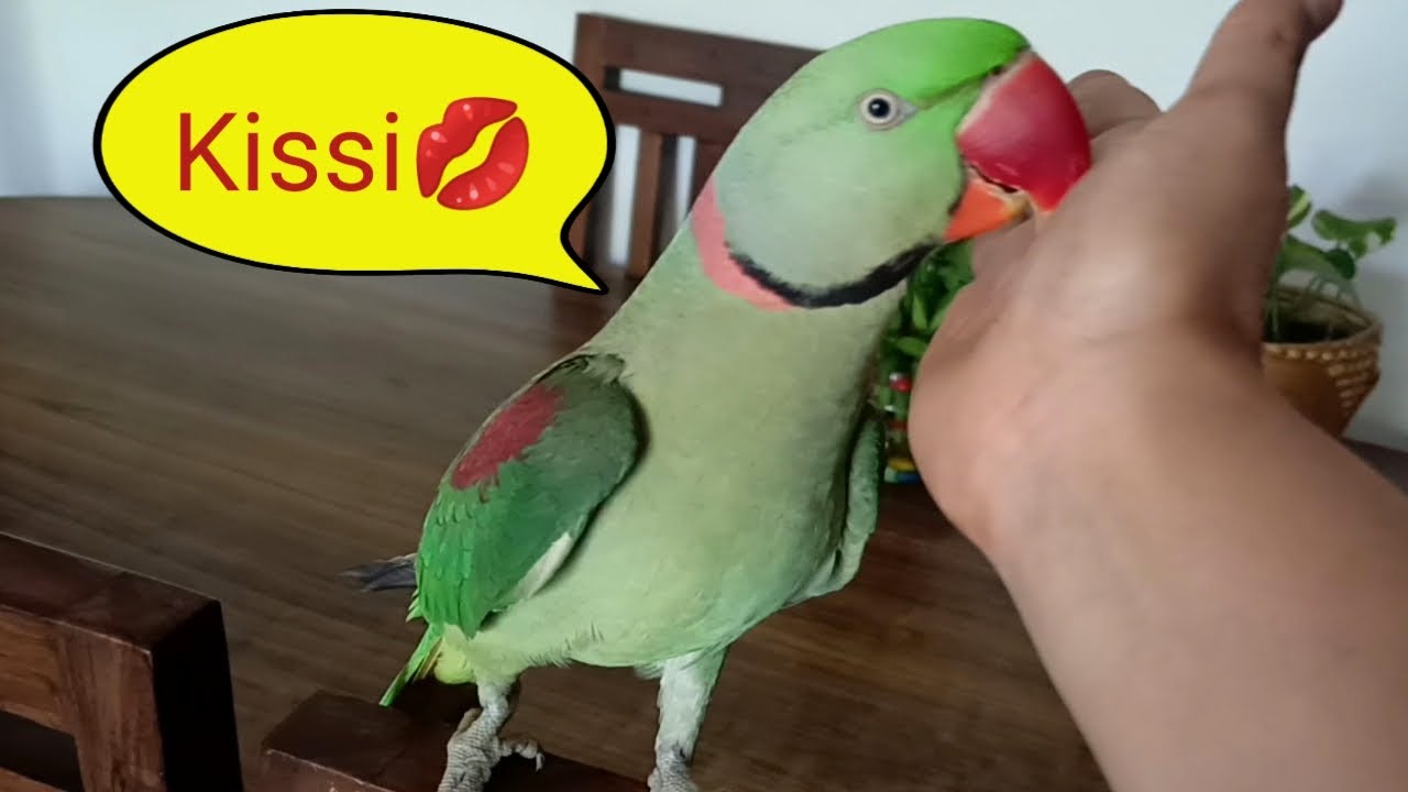 Pablo kissing Mummy 😘- parrot kiss
