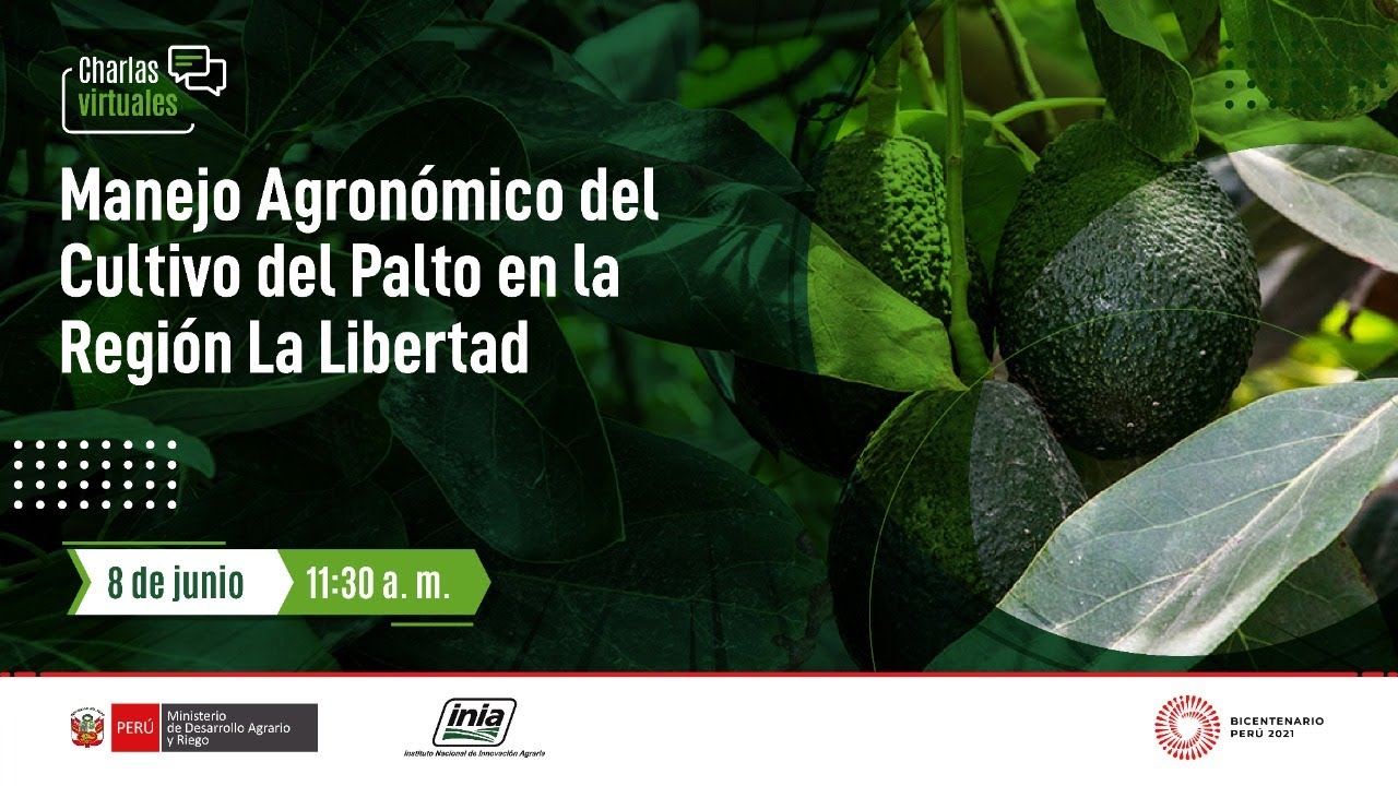 Manejo Agronómico del Cultivo del Palto en la Región La Libertad