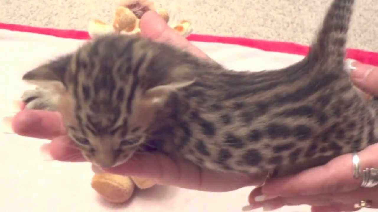 F5 Savannah Kitten Boy # 1 - Savannah Cats - WildTafari.com